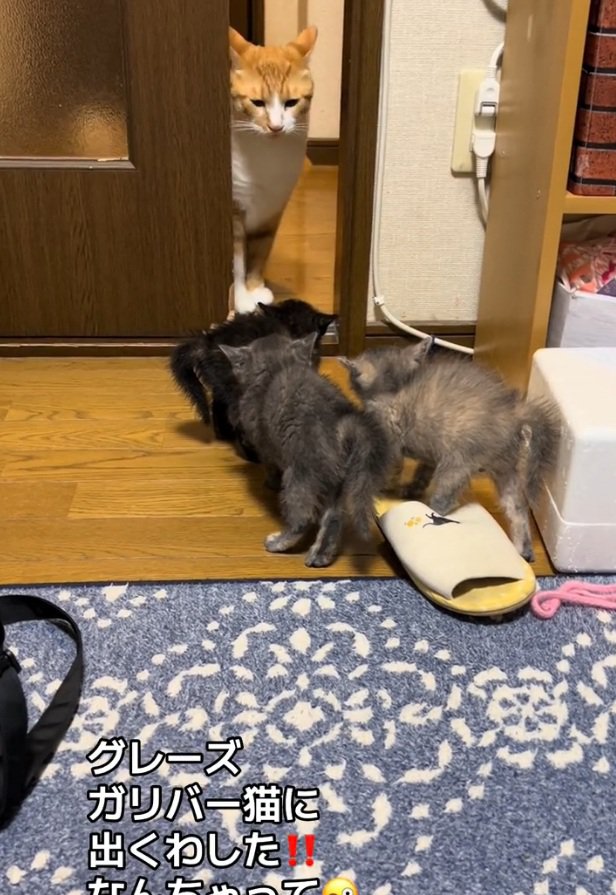 動かない3匹の子猫
