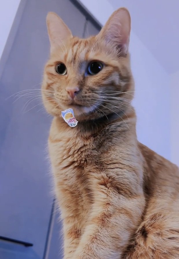 シールに気づかない猫