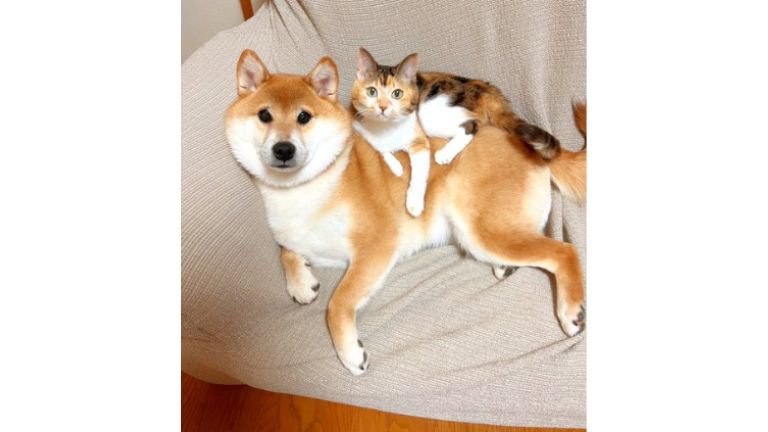 ソファにいる猫と犬
