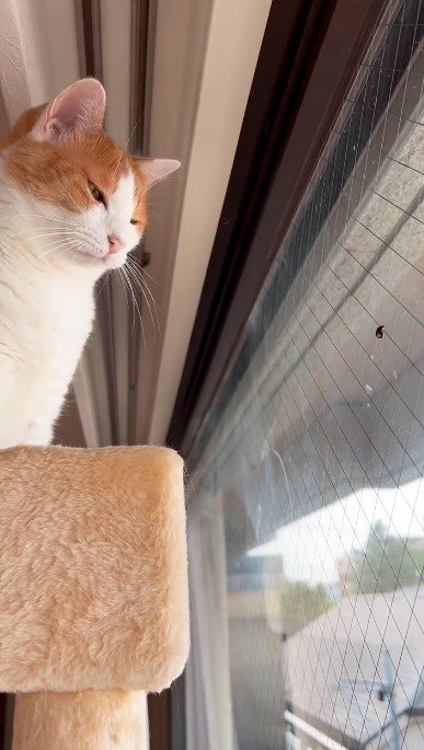 目を細めて虫を見つめる猫