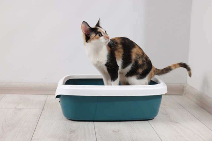 トイレの中の三毛猫