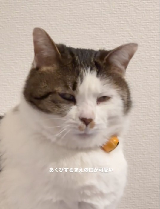 振り返る猫