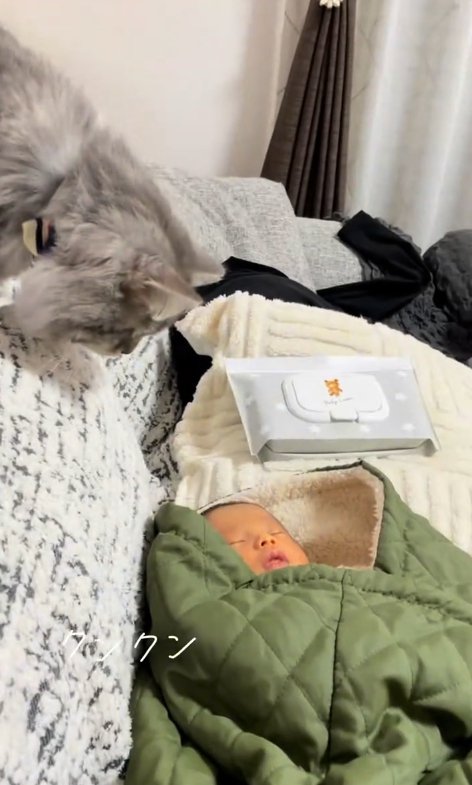 ソファの上から赤ちゃんを見下ろす猫