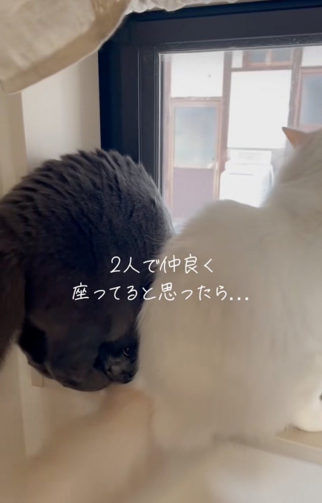 窓辺に座る2匹の猫