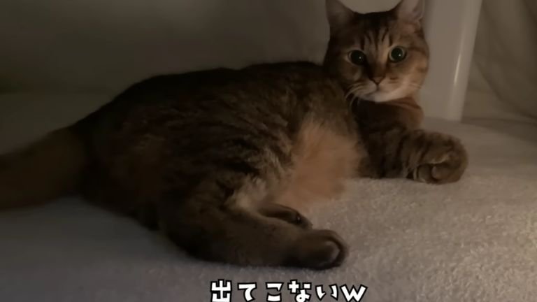 こたつの中の猫