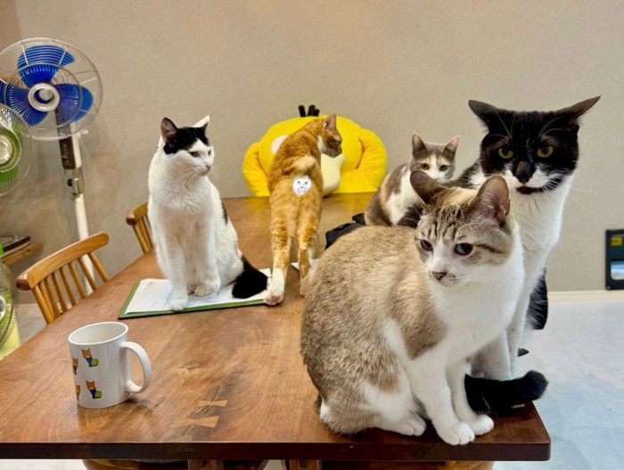 テーブルの上でくつろぐ5匹の猫