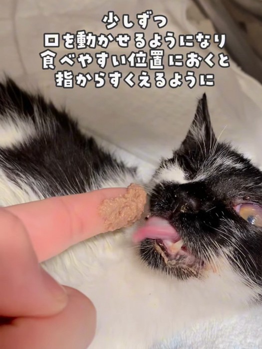 ごはんを食べる猫