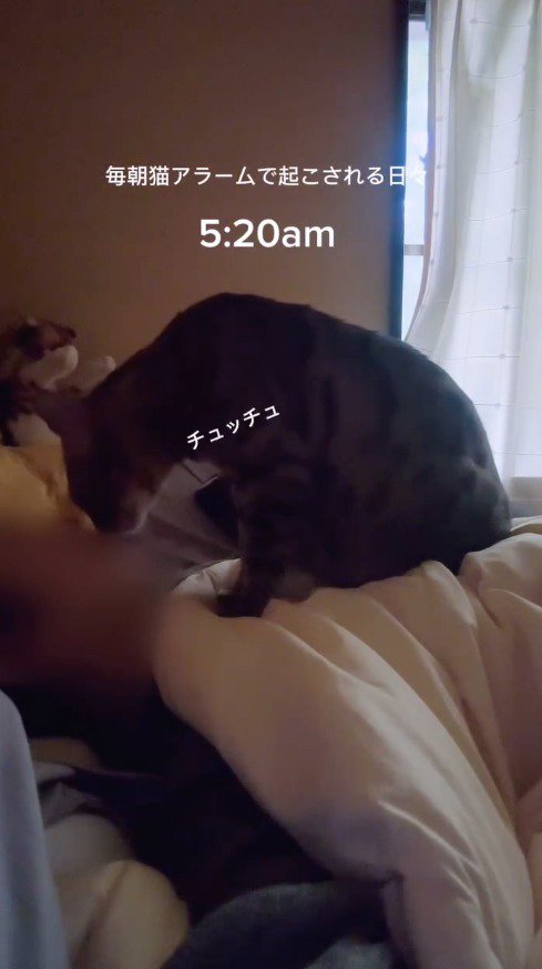 眠っている飼い主の胸に乗って、顔を近づける猫