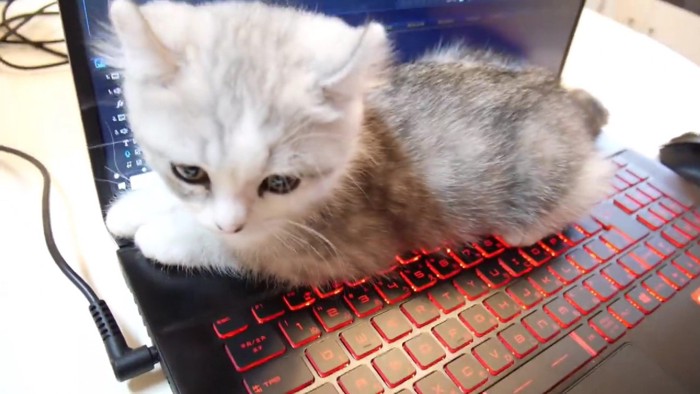 パソコン画面が隠れる位置で横になった子猫