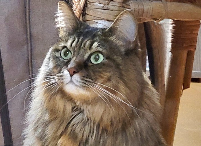 上を見つめるたぬくん