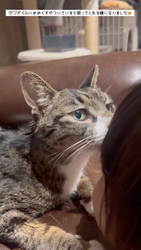 女の子の顔に鼻を近づける猫