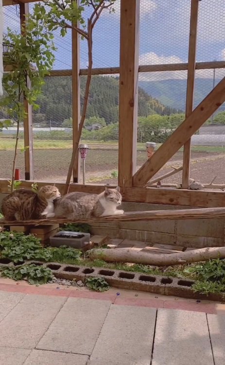 寝ている猫のお尻にあごをのせる猫