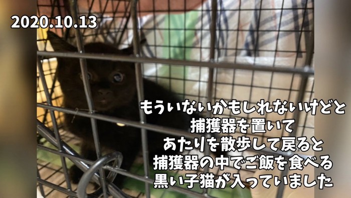 捕獲器の中にいる黒い子猫