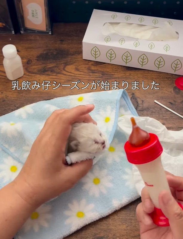 ミルクを飲もうとする子猫