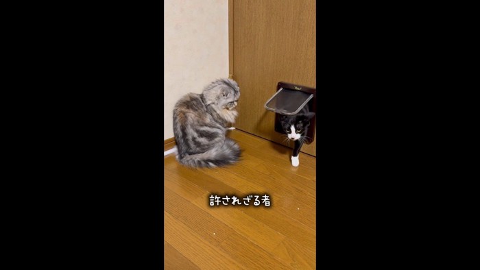 前足をついたあずきちゃん