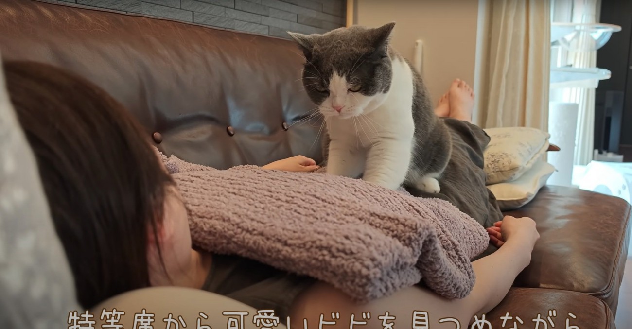 マッサージする猫