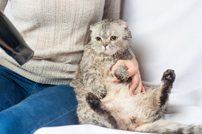 ドライヤーをかける猫