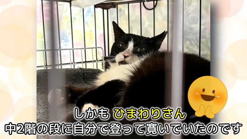 ケージで寝る猫