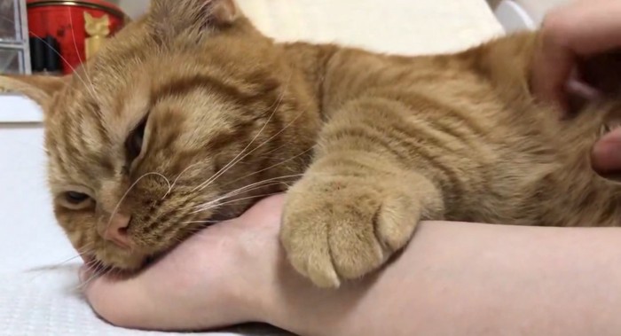 カメラ目線の猫