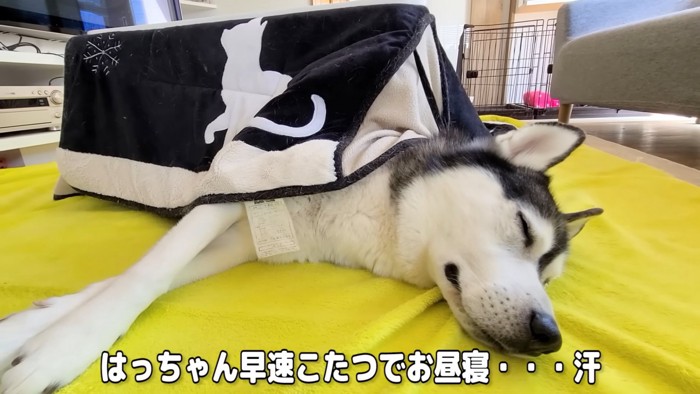 寝ている犬