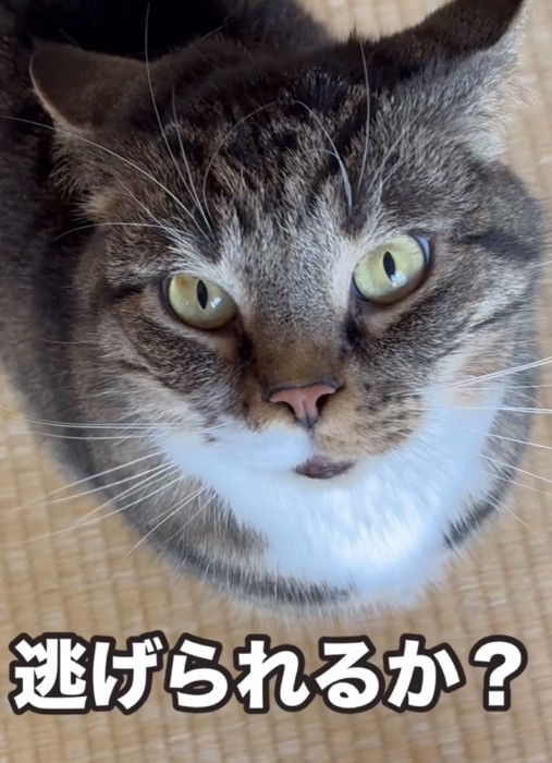 「逃げられるか?」のテロップ写真