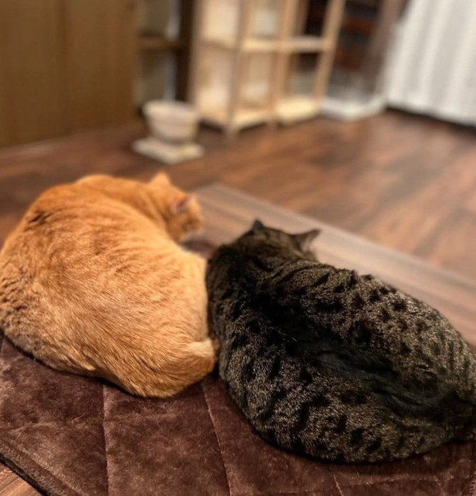 並んで休む2匹の猫