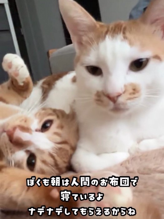 布団の上にいる2匹の猫