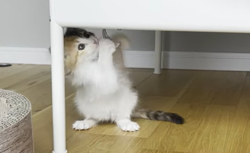 斜め上を見ながら両前足でタグを掴む猫