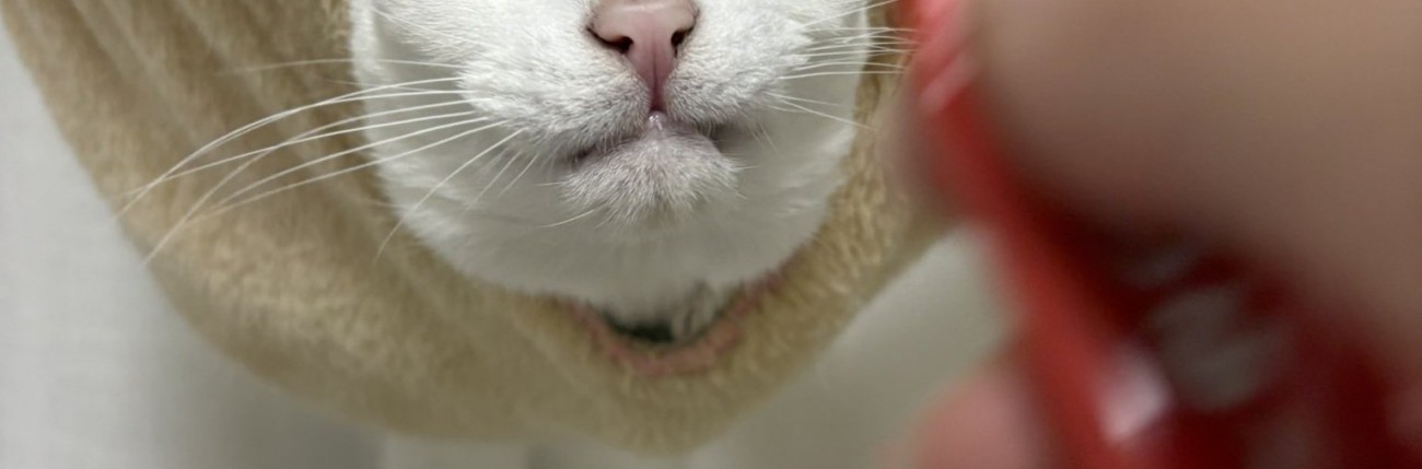 ハンモックから顔を出す猫