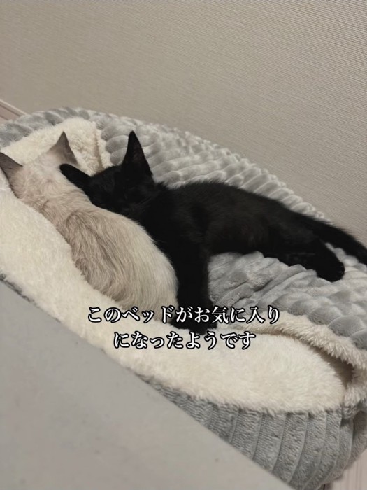 寝ている子猫たち