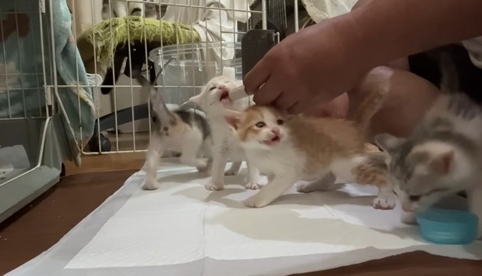 ミルクを飲む猫