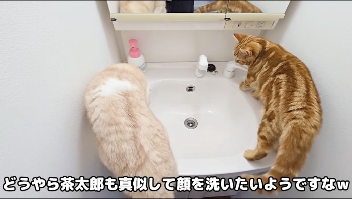 クリーム色の猫を見つめる茶色い猫