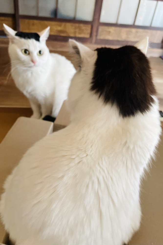向かい合う猫