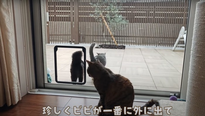 外へ出る猫達
