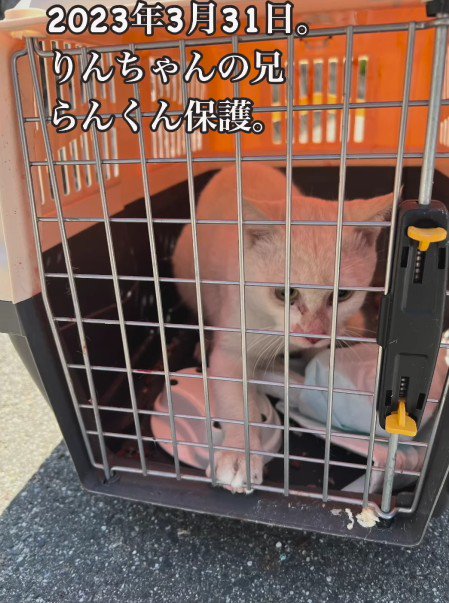 保護されたらんくん