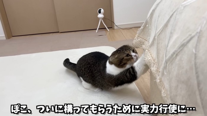 ソファをひっかき始めるぽこ太郎くん