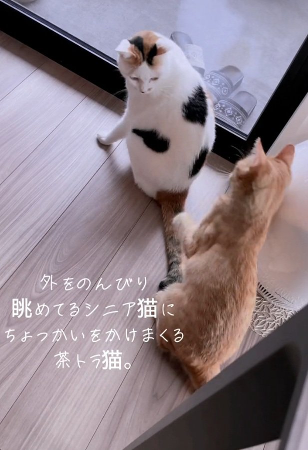 振り向く猫