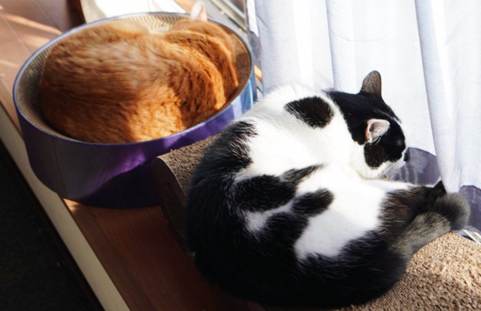 茶トラと白黒猫