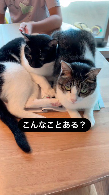 左右のページにそれぞれ座る猫たち