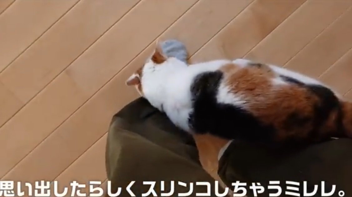 ひざにすりすりする三毛猫