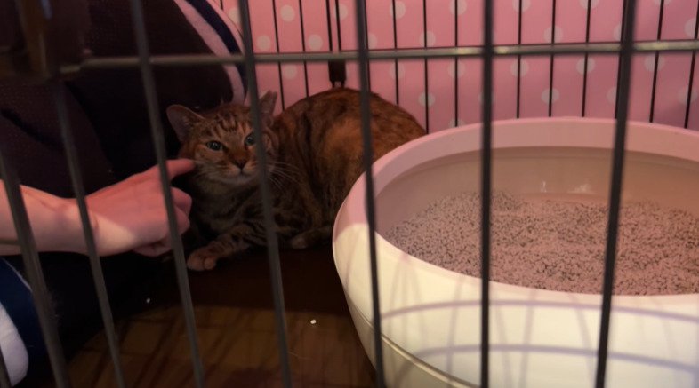 ケージに入った子猫