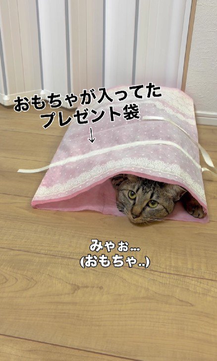 袋に入った猫