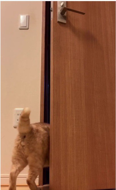 扉を開けている猫