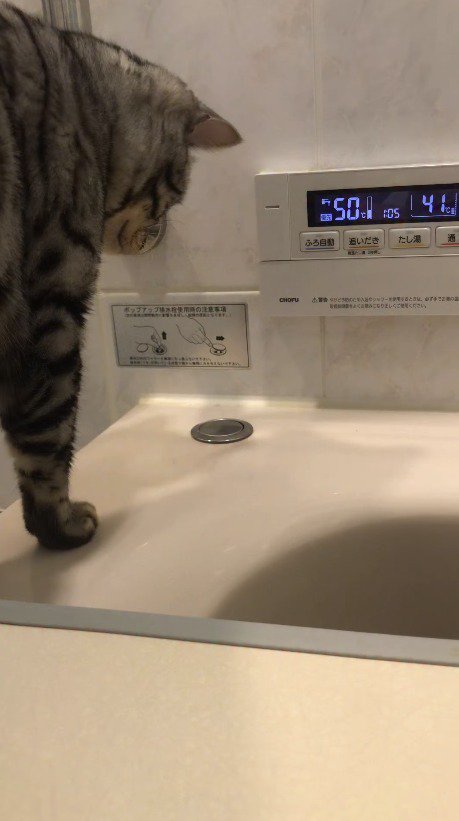 排水栓に顔を近づける猫