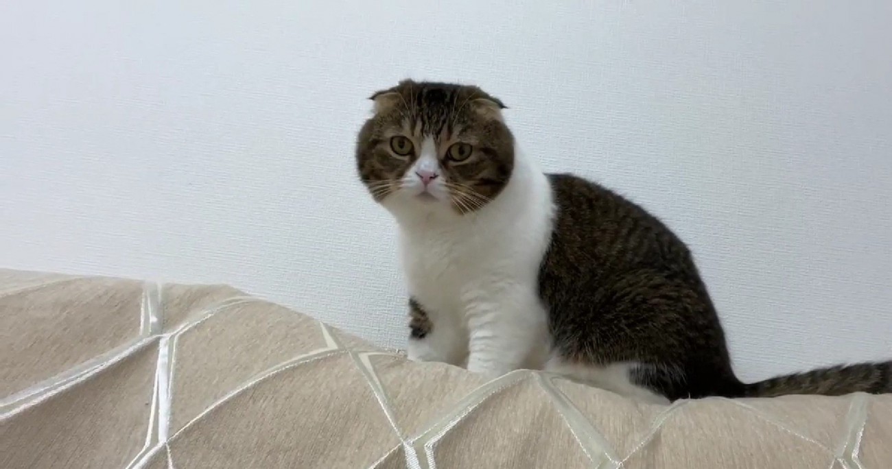 ソファの背もたれ部分に乗りこちらを見る猫