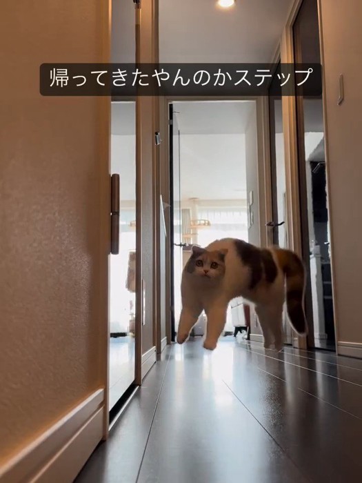 しっぽが膨らんでいる猫