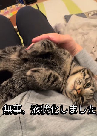 飼い主の膝の上でとろける猫
