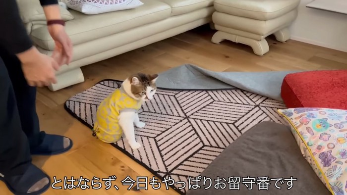 床に座る猫