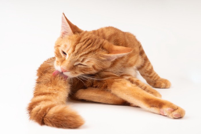 しっぽを舐める猫