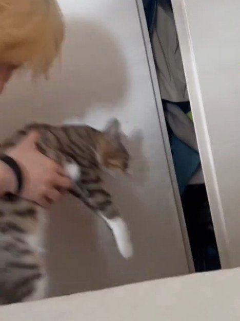 抱っこされる猫